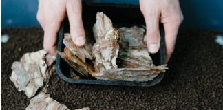 Bpacks Launches World’s First Bark-Based Packaging Technology to Replace Seamlessly Plastic Materials Bpacks Launches World's First Bark-Based Packaging Technology to Replace Seamlessly Plastic Materials